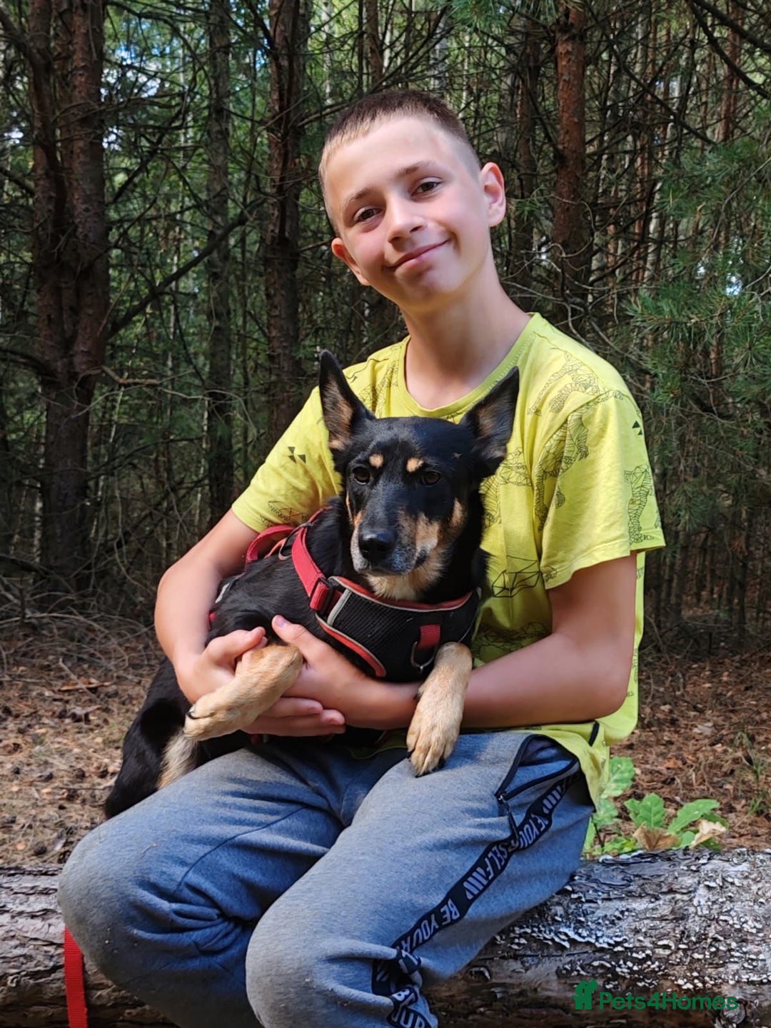 German Shepherd dogs for adoption: TINA – German Shepherd (Female) - Advert 2