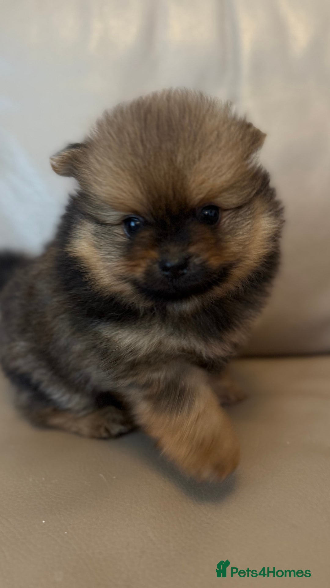German Spitz dogs for sale: KC Reg Show Type German Spitz (Klein) For Sale. - Image 30