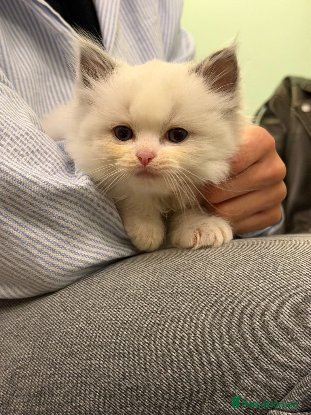Ragdoll cats for sale: Cuddle-Ready Pedigree Ragdoll Kittens  - Advert 2