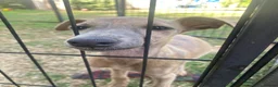Whippet dogs for sale: Two Beautiful Whippet girls remaining  - Advert 11