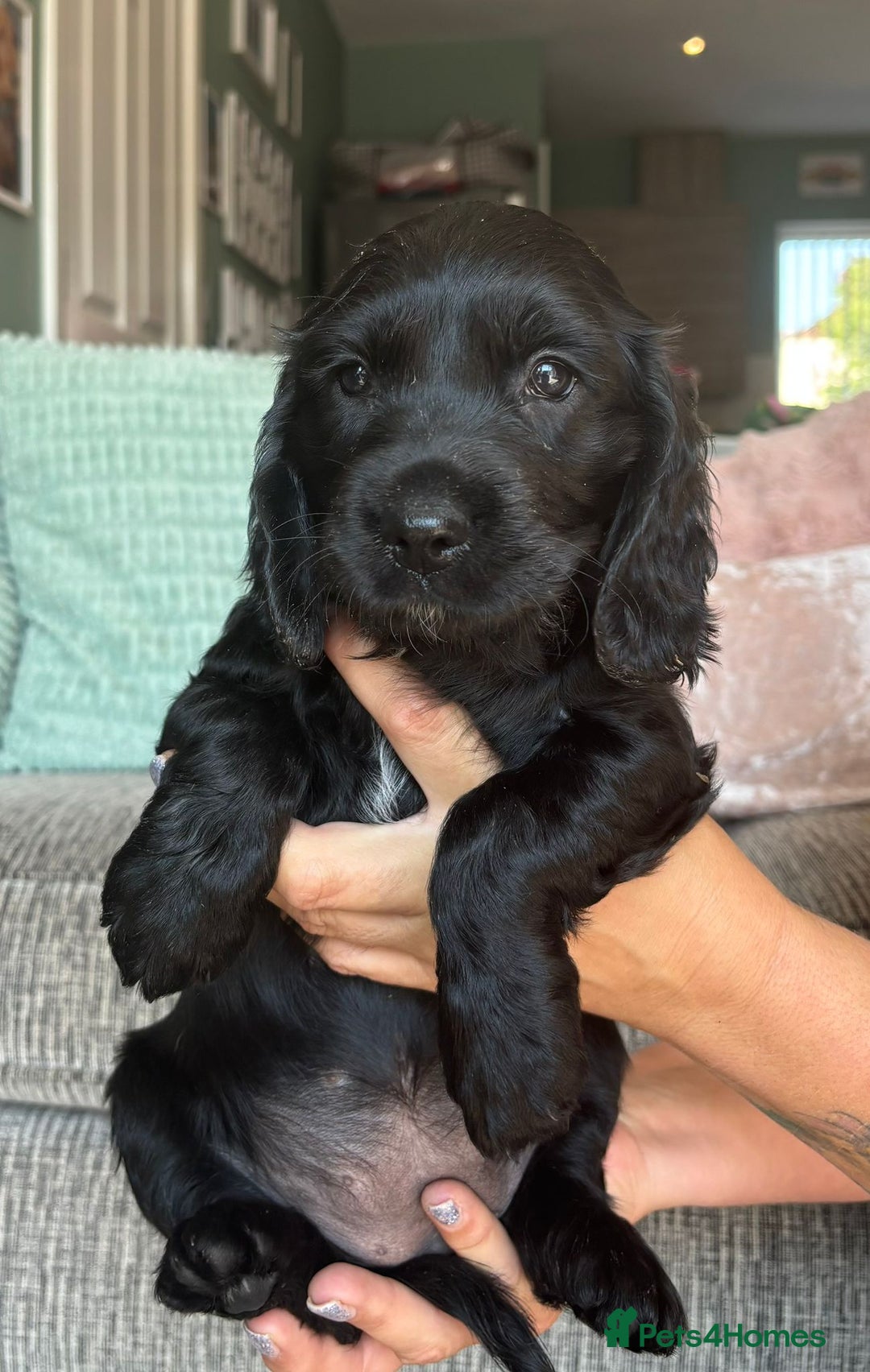 Sprocker dogs for sale: Sprocker spaniel puppies ready now - Image 10