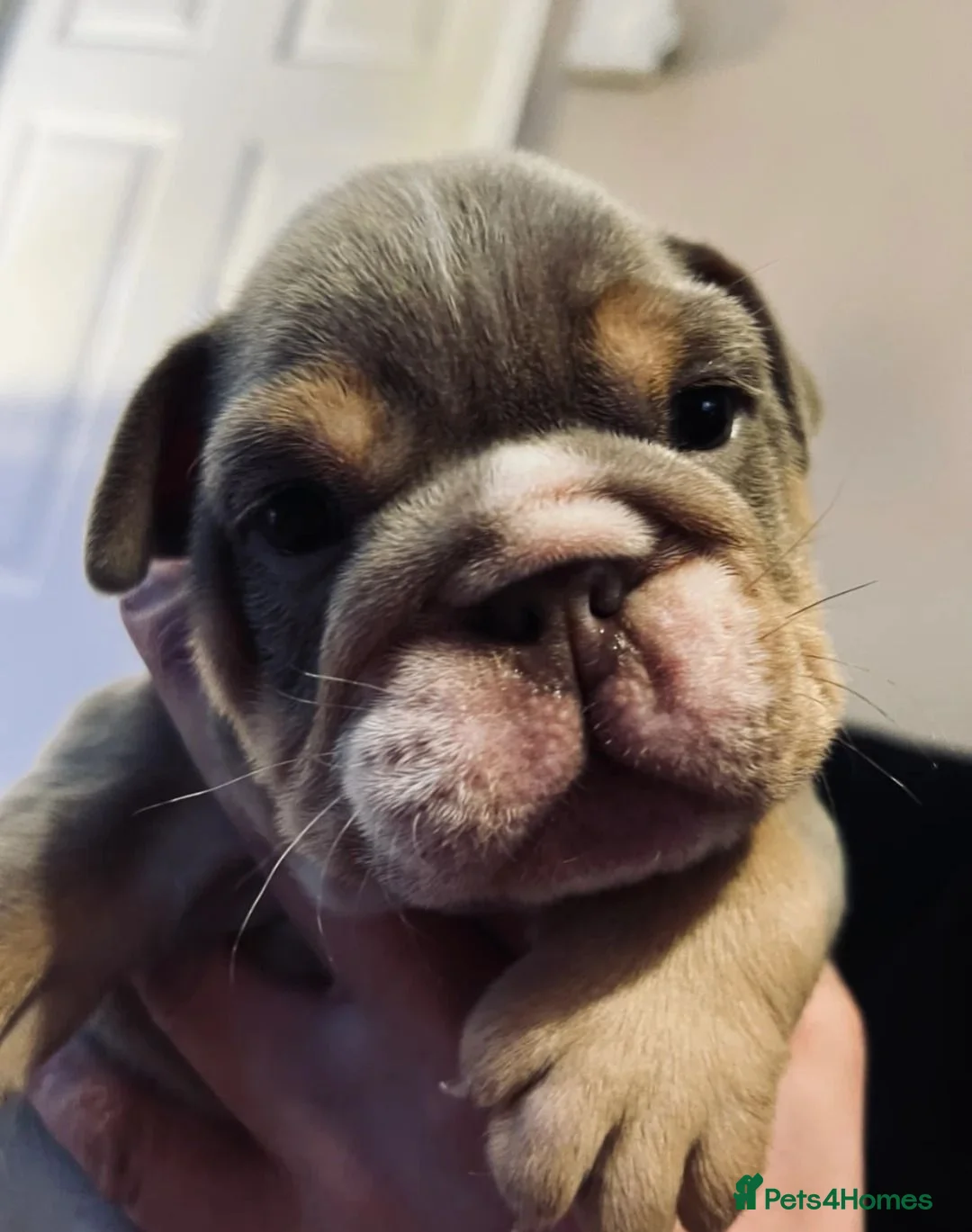 English Bulldog dogs for sale: Adorable English Bulldog Boy in Coalville - Advert 5
