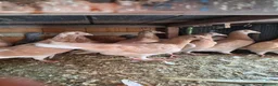 Mixed Breed birds for sale: Pigeons for sale all for 120£ in Nottingham - Advert 5