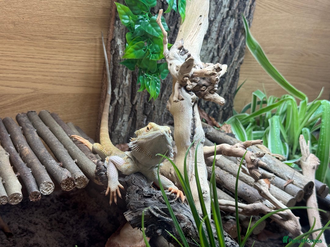 Bearded Dragon reptiles for sale: Bearded Dragon for Sale - Advert 2
