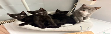 Domestic Shorthair 2