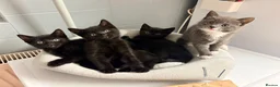 Domestic Shorthair cats for sale: Kittens for sale  in Burnham-on-Sea - Advert 2