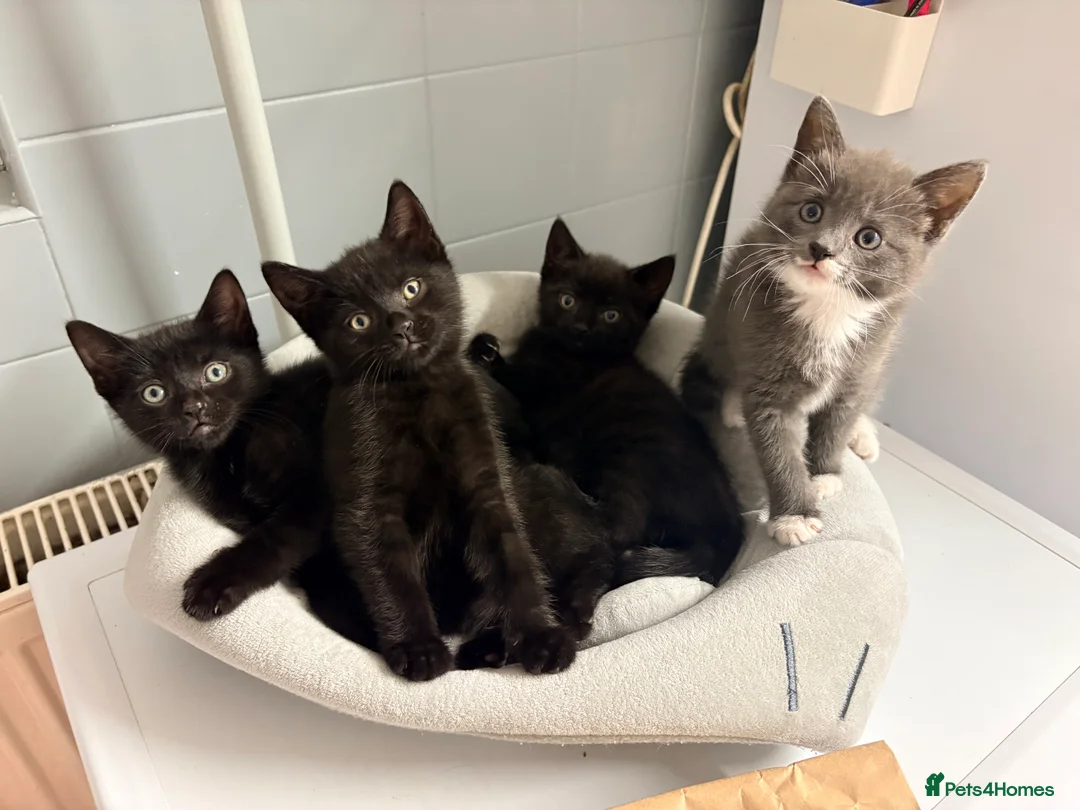 Domestic Shorthair cats for sale: Kittens for sale  in Burnham-on-Sea - Advert 2