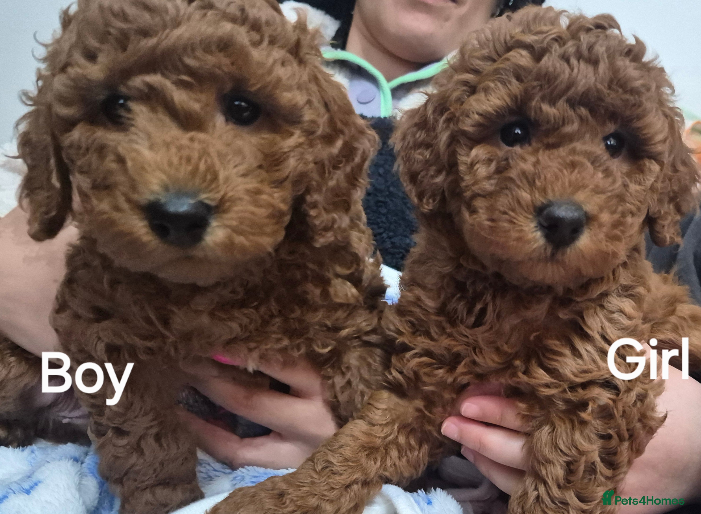 Miniature Poodle dogs GORGEOUS 💕Red Miniature Poodle Puppies  - Advert 5