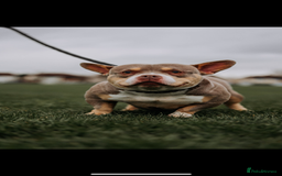 American Bully dogs for sale: Top quality micro bully’s  - Image 10
