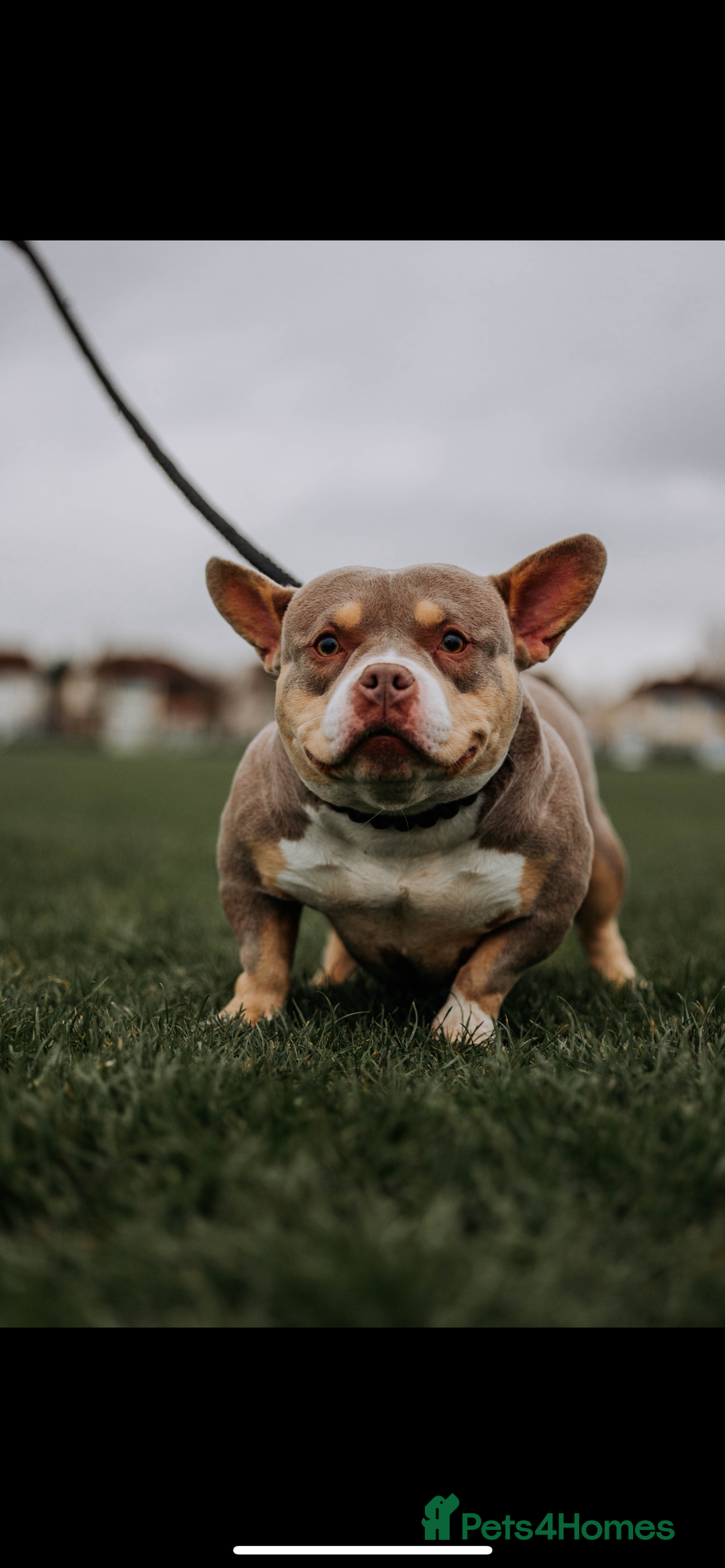 American Bully dogs for sale: Top quality micro bully’s  - Image 10