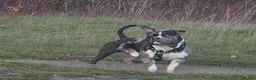 American Bully dogs for sale: Male Merle pocket bully  in Portsmouth - Advert 12