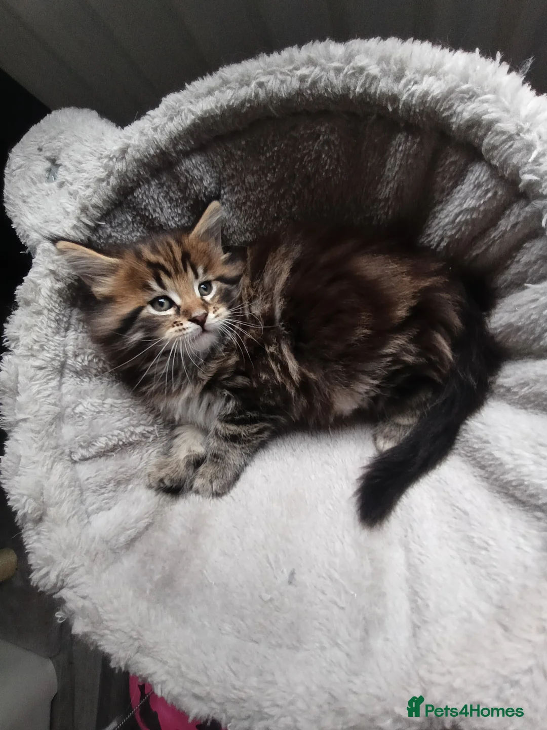 Maine Coon cats for sale: Maine coon kittens  - Advert 9