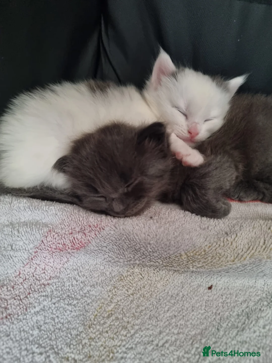 Ragdoll cats for sale: Boy and girl ragdoll in Spalding - Advert 1