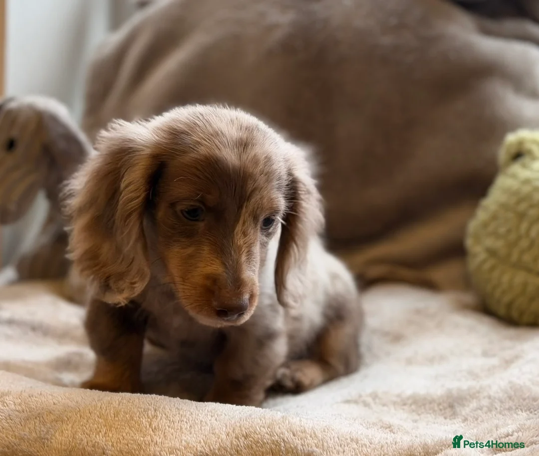 Miniature Dachshund dogs for sale: Long haired dachshund puppie - Advert 4