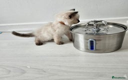 Ragdoll cats for sale: 3 Tica Boys Genetic test Certyficate HCM and PKD  - Image 37