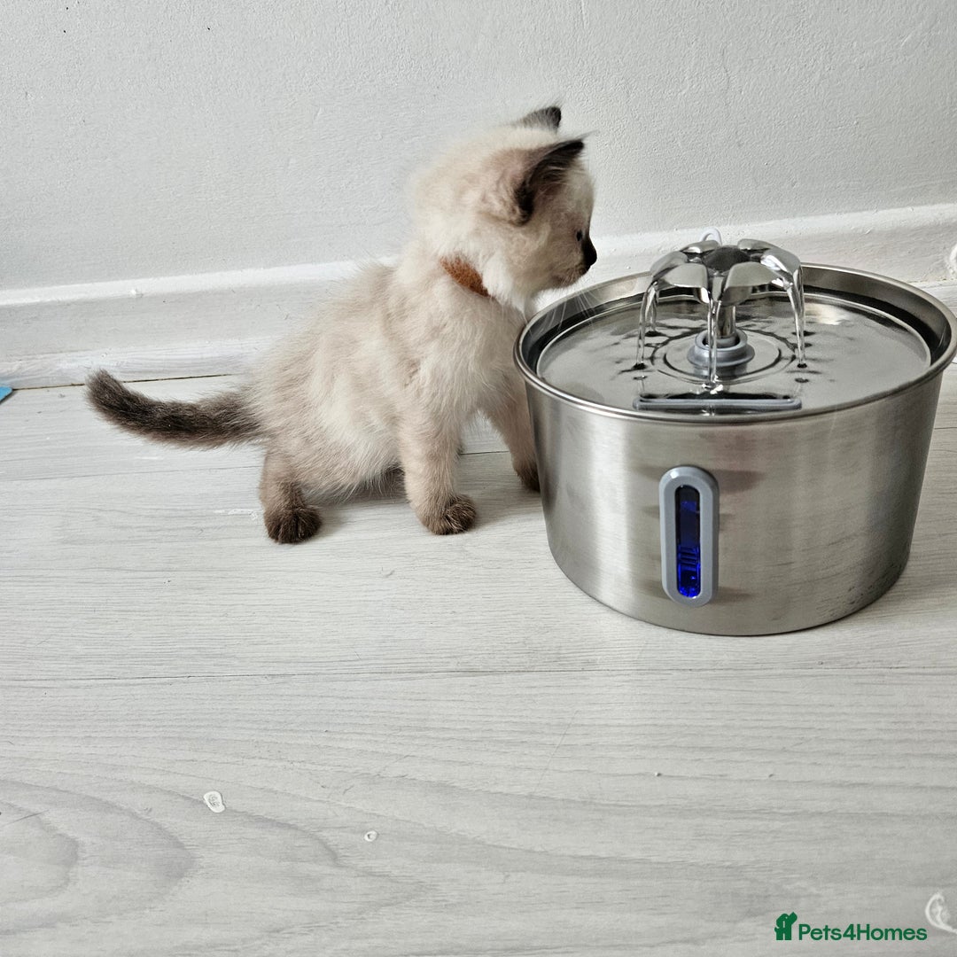 Ragdoll cats for sale: 3 Tica Boys Genetic test Certyficate HCM and PKD  - Image 37