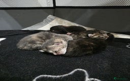 Ragdoll cats for sale: 4 female kittens  - Image 5