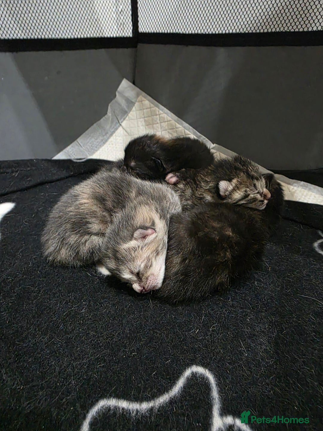 Ragdoll cats for sale: 4 female kittens  - Image 5