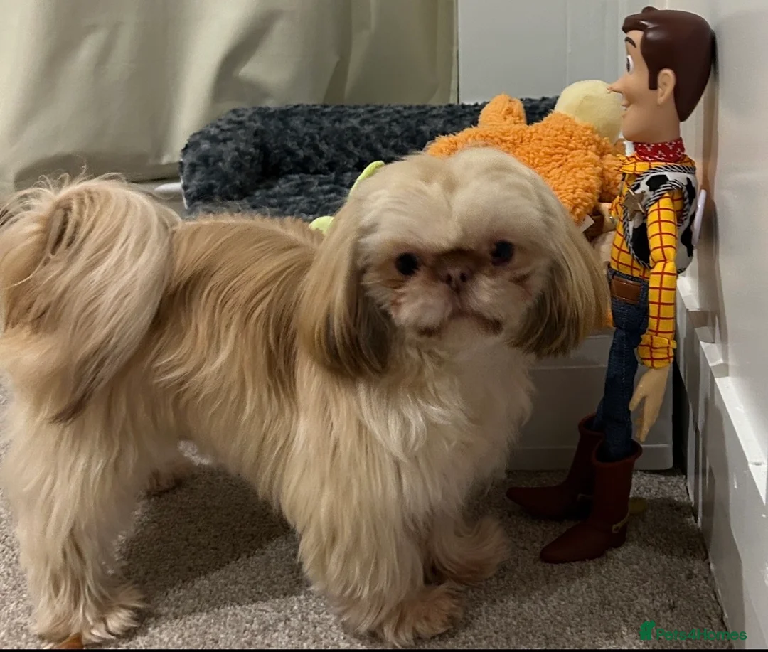 Shih Tzu dogs for stud: STUD Rocky 2.8kg Imperial Shih Tzu  in Glasgow - Advert 2