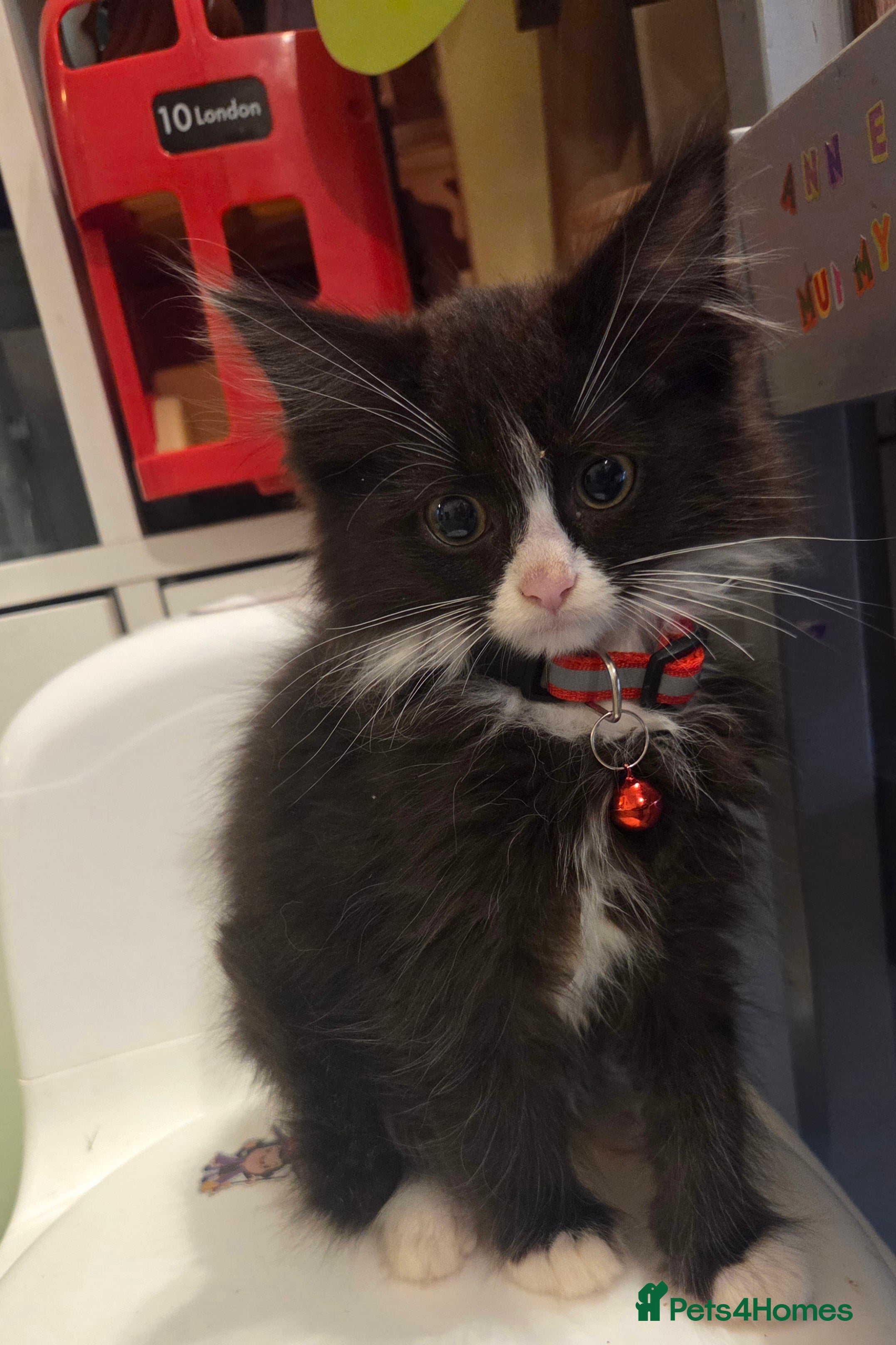 Mixed Breed cats Cat dogs... ragdoll crosses  - Advert 16