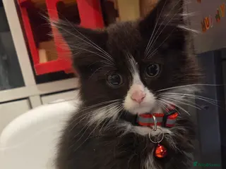 Mixed Breed cats Cat dogs... ragdoll crosses - Advert 16