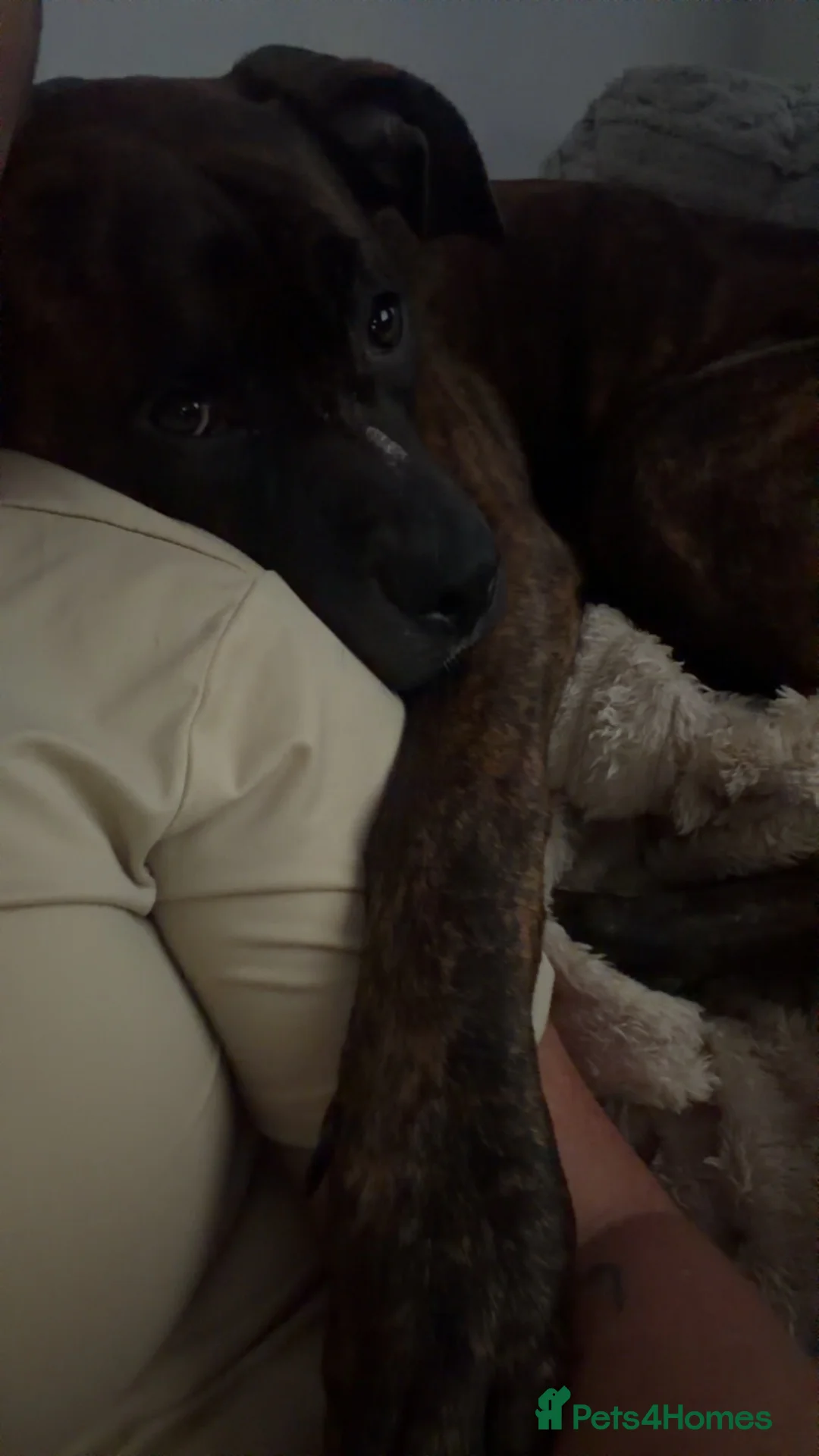 Cane Corso dogs for sale: Bjorn - Advert 2