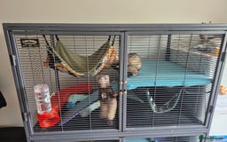 Ferret rodents for sale: Male and female ferrets and cage - Image 1