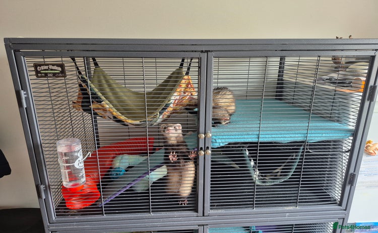 Ferret rodents - Advert 2