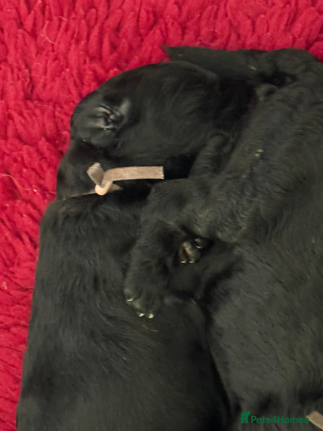 Mixed Breed dogs for sale: 5* medium half Australian labradoodles - Image 12