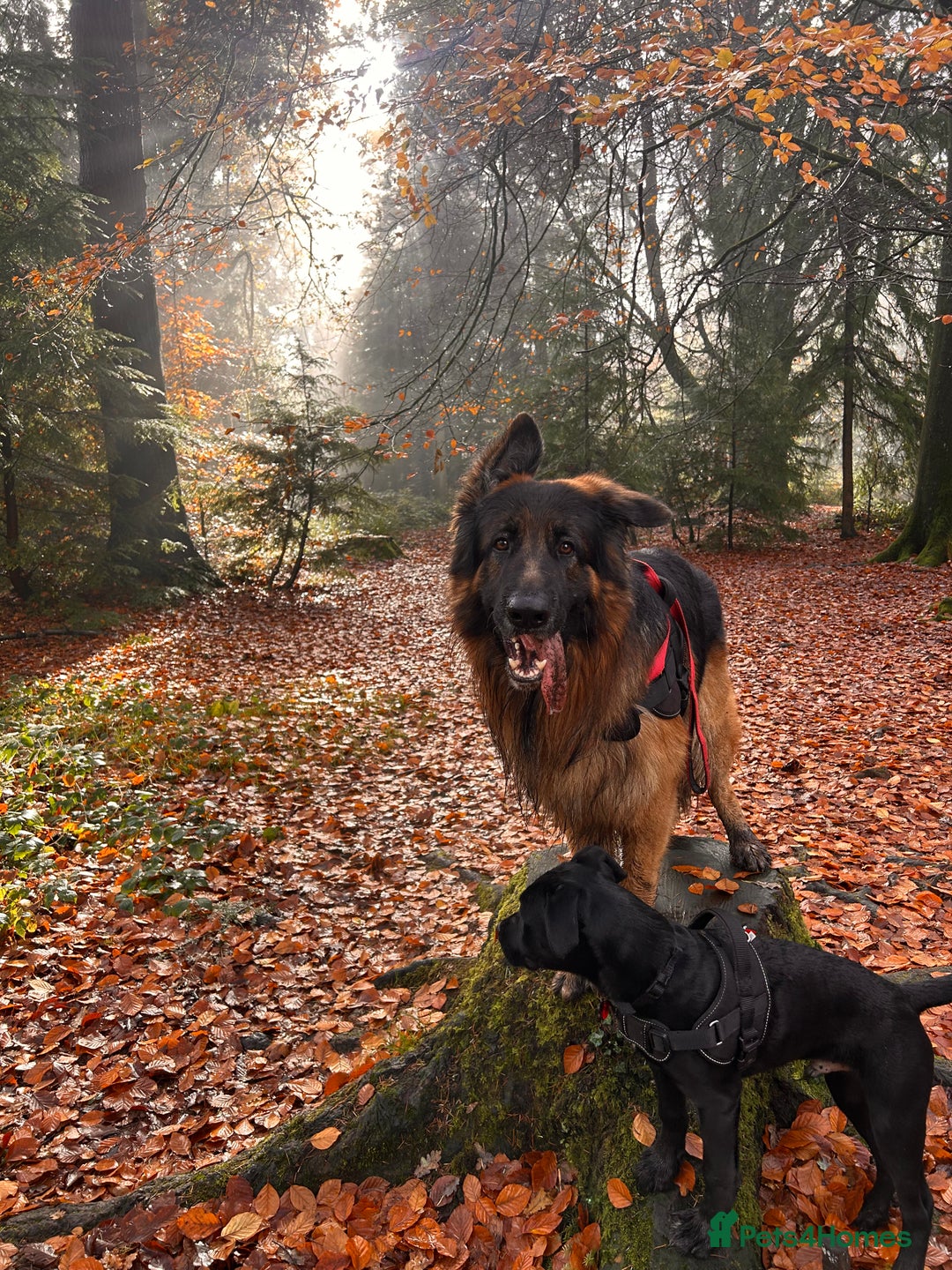 German Shepherd dogs for stud: Danielle beckinsale  - Advert 3