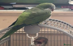 Parrots birds for sale: bonded pair of parrots  - Image 5
