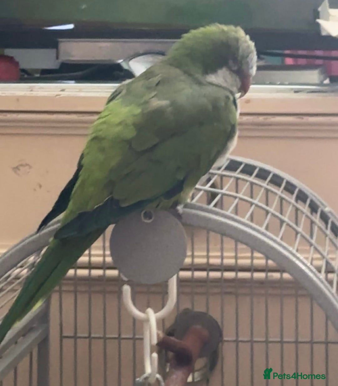 Parrots birds for sale: bonded pair of parrots  - Image 5