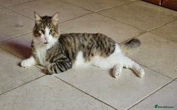 Mixed Breed cats for sale: Meatball  - Image 1