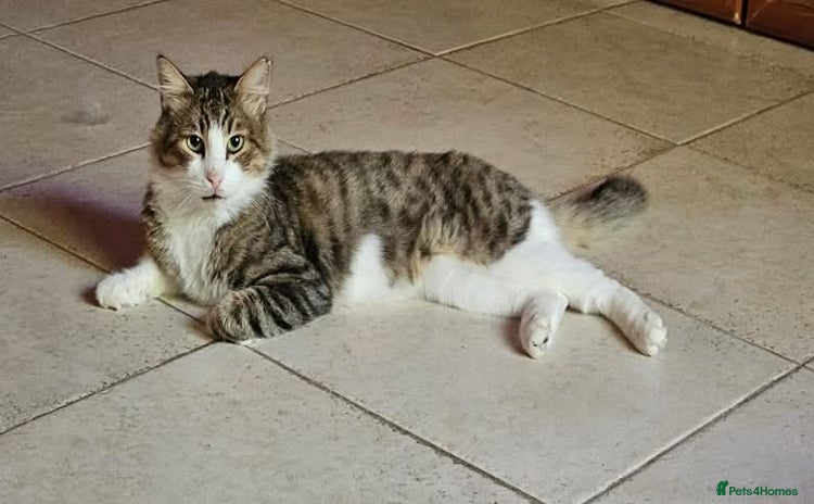 Mixed Breed cats - Advert 4