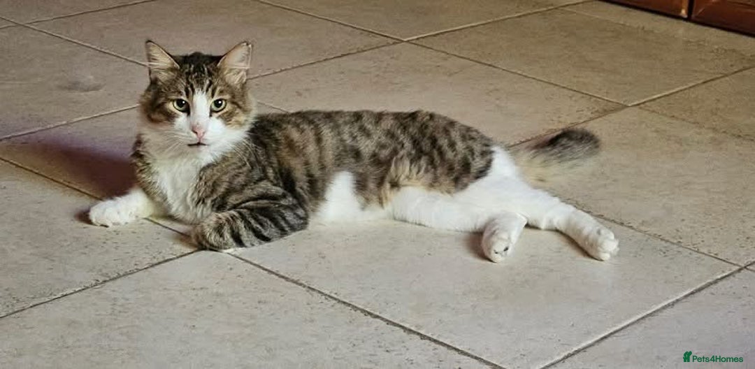 Mixed Breed cats for sale: Meatball  - Image 1