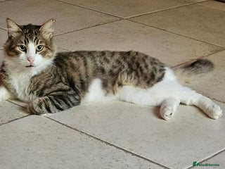 Mixed Breed cats Meatball - Advert 13