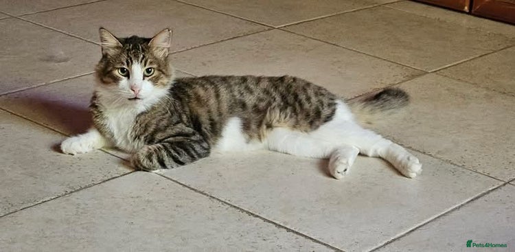 Mixed Breed cats - Advert 4