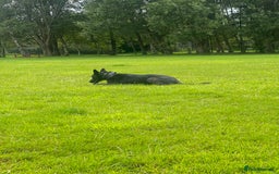 Mixed Breed dogs for sale: Czech Shepherd x Dutch herder for sale - Image 5