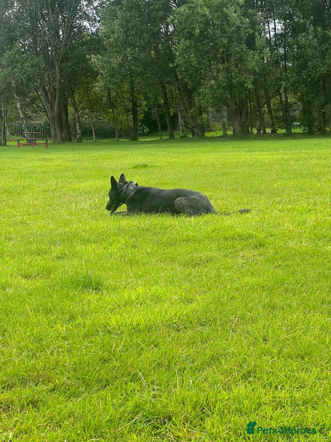 Mixed Breed dogs for sale: Czech Shepherd x Dutch herder for sale - Image 5