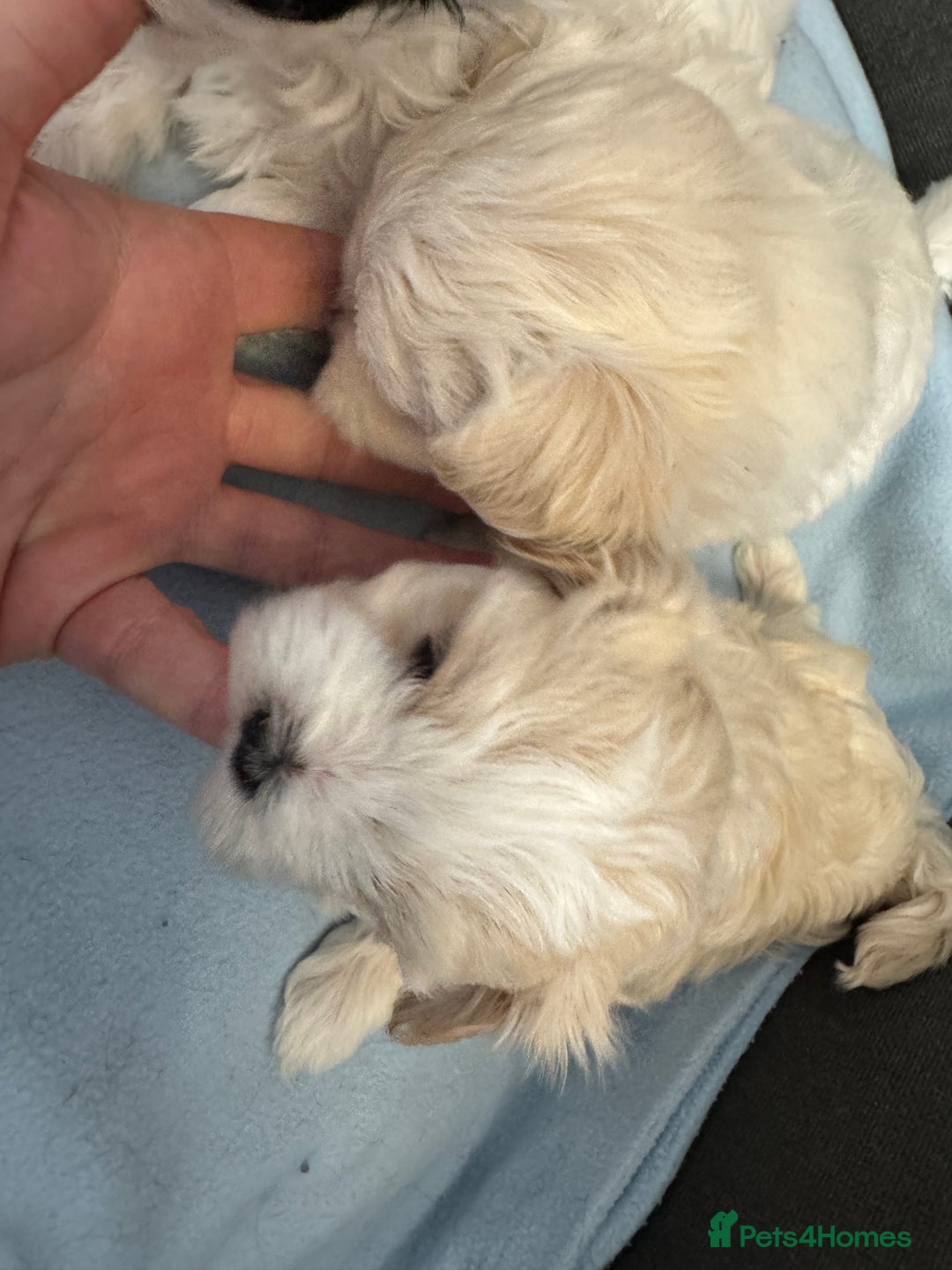 Morkie dogs for sale: Morkie puppies  - Image 8