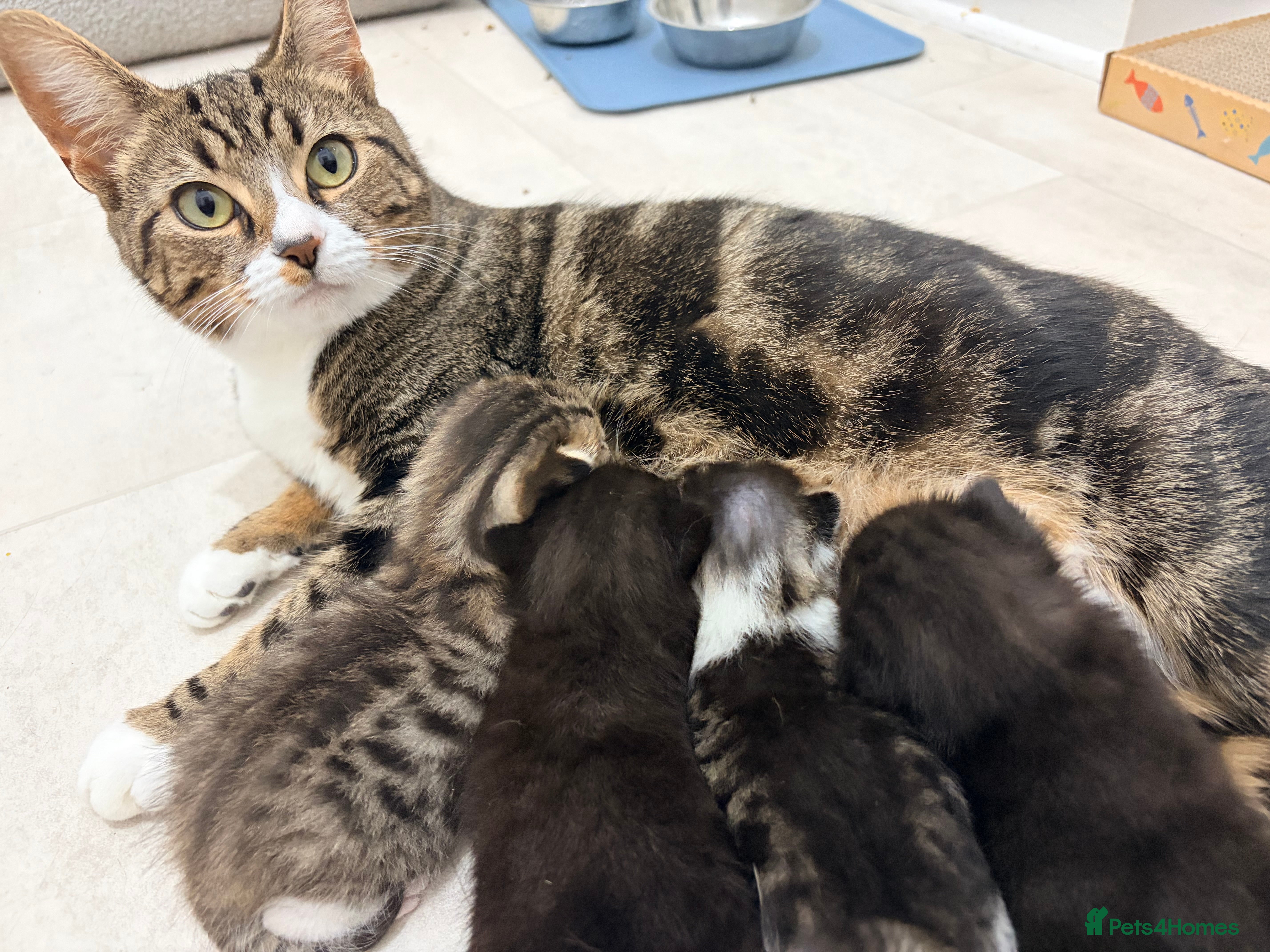 Mixed Breed cats Female tuxedo kittens - Advert 1