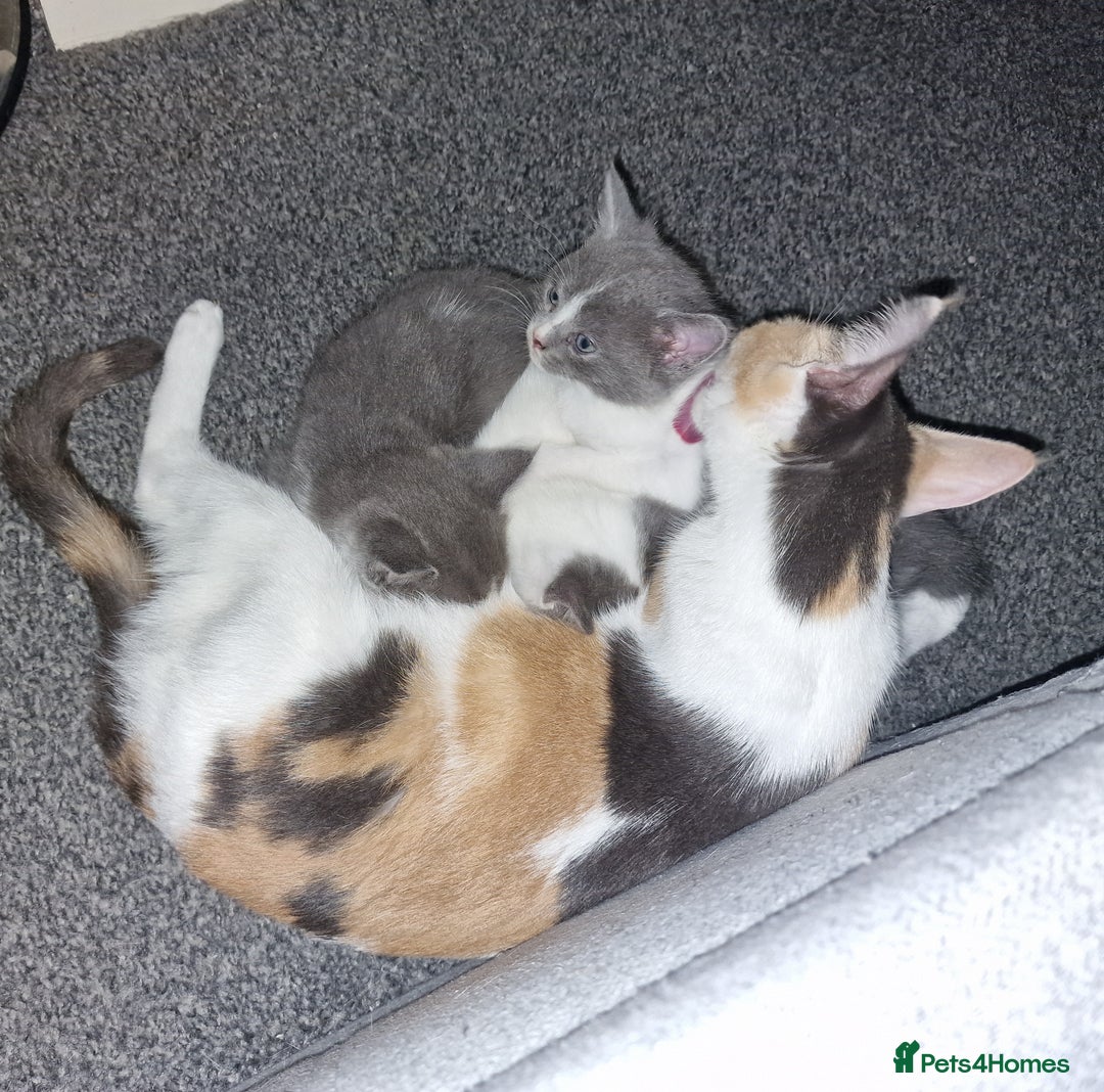 RagaMuffin cats for sale: 3 grey and white female kittens  - Image 2