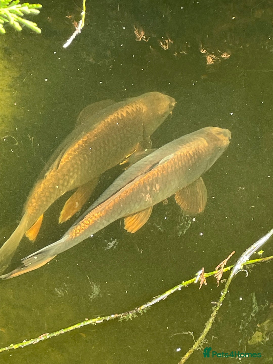 Koi Carp fish for sale: Koi Carp for Sale (rehoming due to baby and dog)  - Advert 32