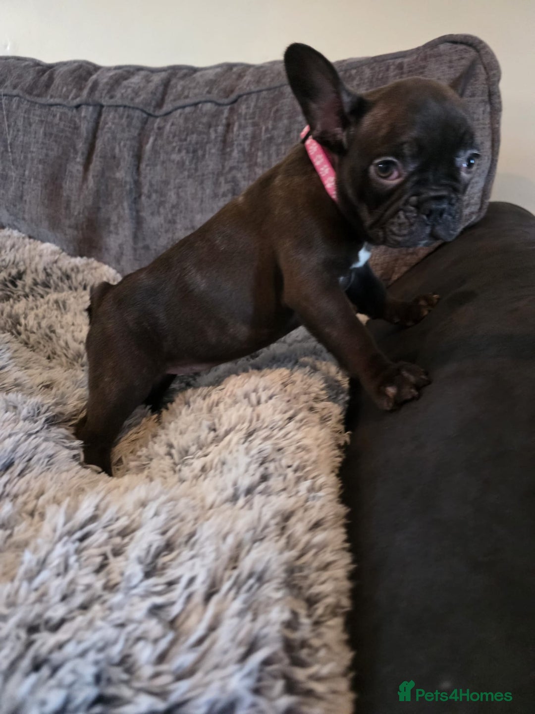 French Bulldog dogs for sale: 5 Beautiful French bulldogs - Image 8