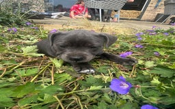 Staffordshire Bull Terrier dogs for sale: Chunky Staffy pups 💕 2 girls left, Ready to leave - Image 25