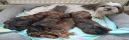 Shorkie dogs for sale: Shorkie puppies ready soon - Advert 2