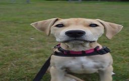 Mastiff dogs for sale: Mastiff puppy for sale - Advert 1