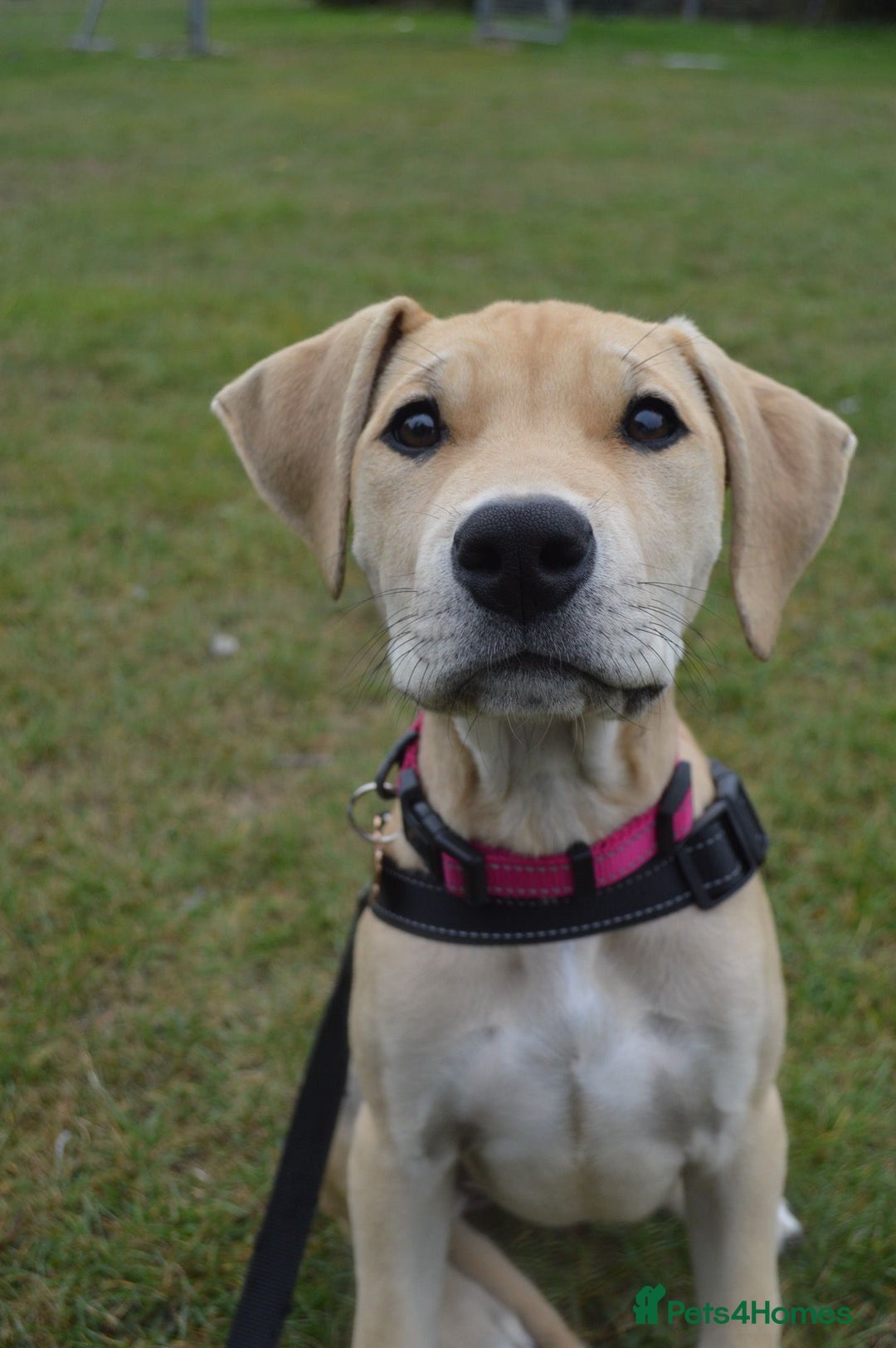 Mastiff dogs for sale: Mastiff puppy for sale - Advert 1