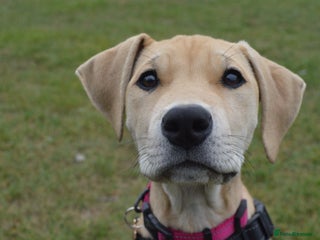 Mastiff dogs for sale: Mastiff puppy for sale - Advert 1