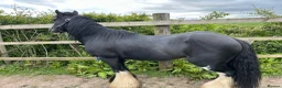 Irish Cob horses for sale: here is wreck it Ralph 🤍 - Advert 4